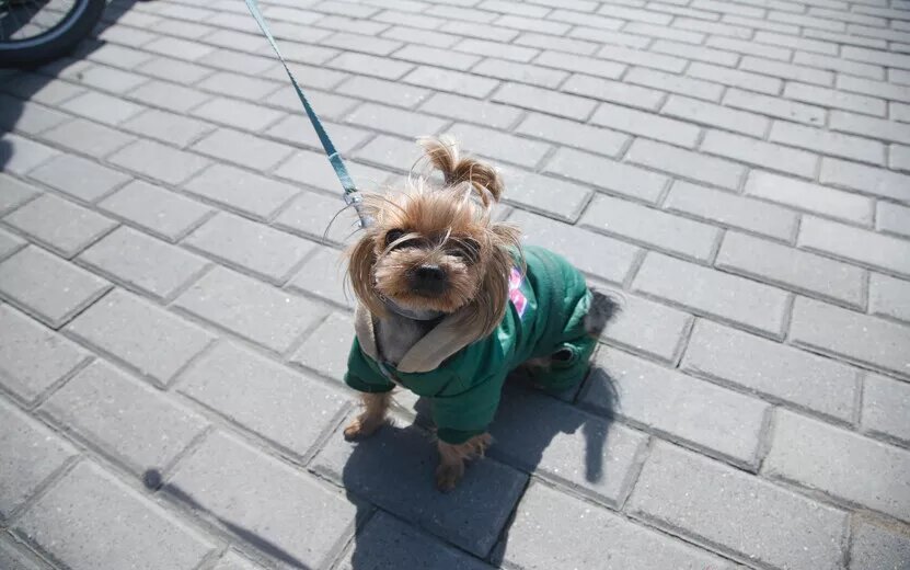    На «Госуслугах» могут запустить поиск пропавших питомцев по фото