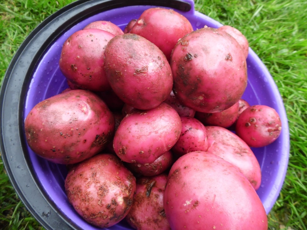  Картофель Шарвари Пирошка