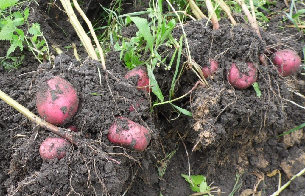 Картофель Шарвари Пирошка 