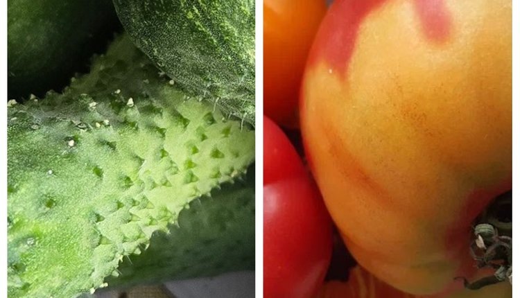    Фото: Лукьянов Дмитрий, AgroXXI.ru