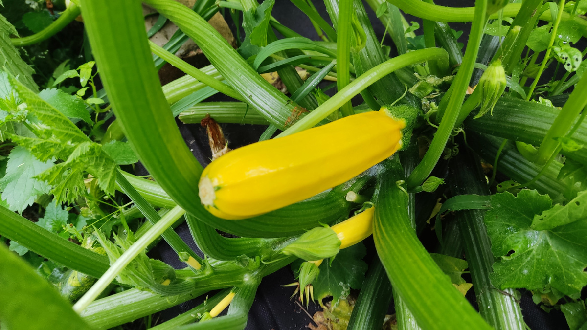 Сегодня поговорим про вкуснейшие овощи, которые обожают дачники всей страны, это кабачки! 