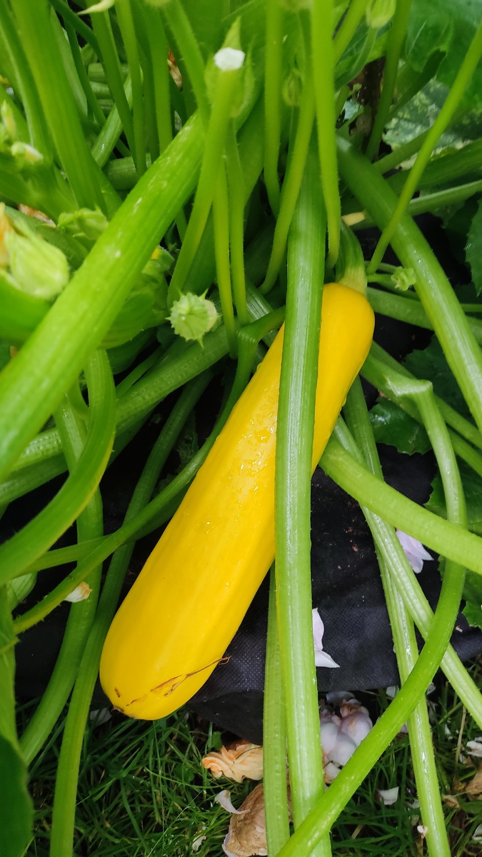 Первым делом важно подготовить почву перед посадкой семян. Кабачки любят плодородную землю, где много питательных веществ.