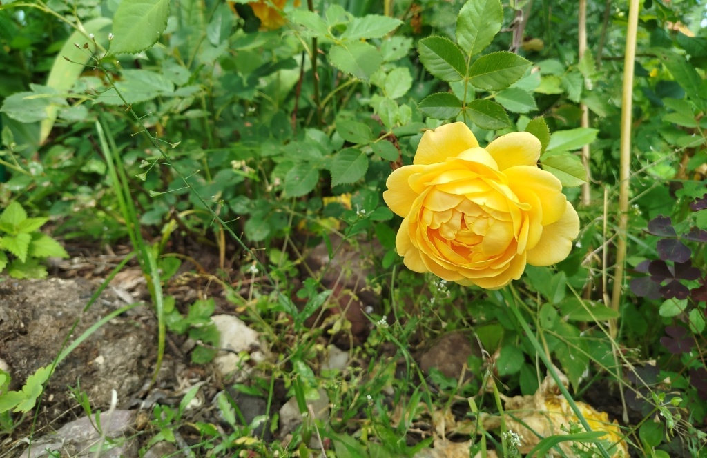  Сорняки на клумбе