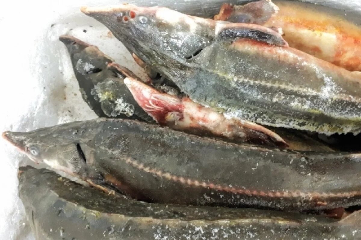    Уватский центр аквакультуры восстанавливает популяцию краснокнижного осетра