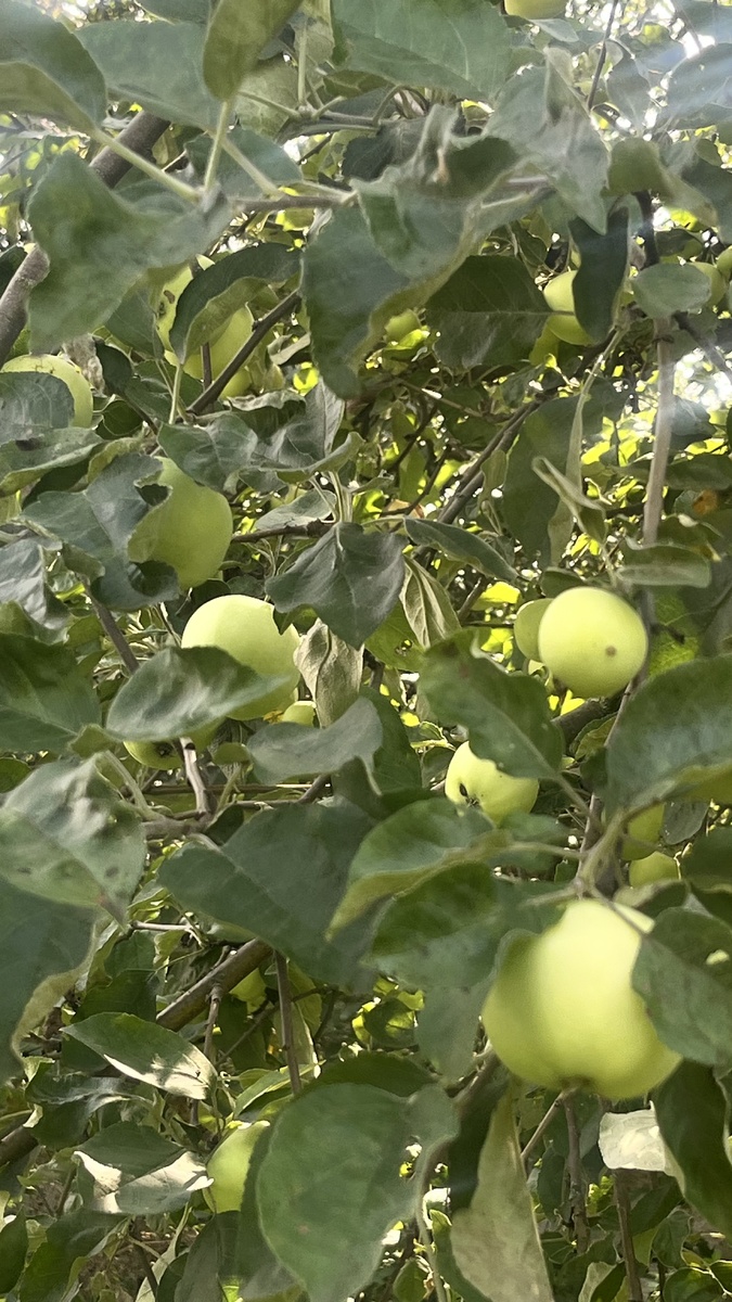 Белый налив