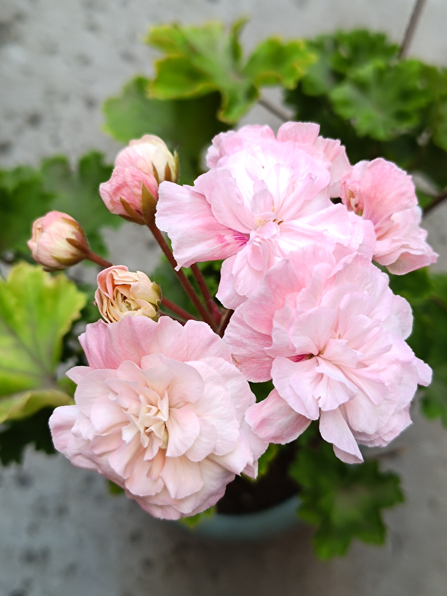 Леона Галактика