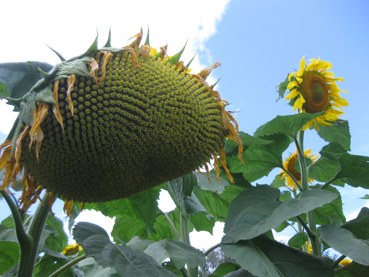 Подсолнухи, фото автора от 25 июля 2025 года