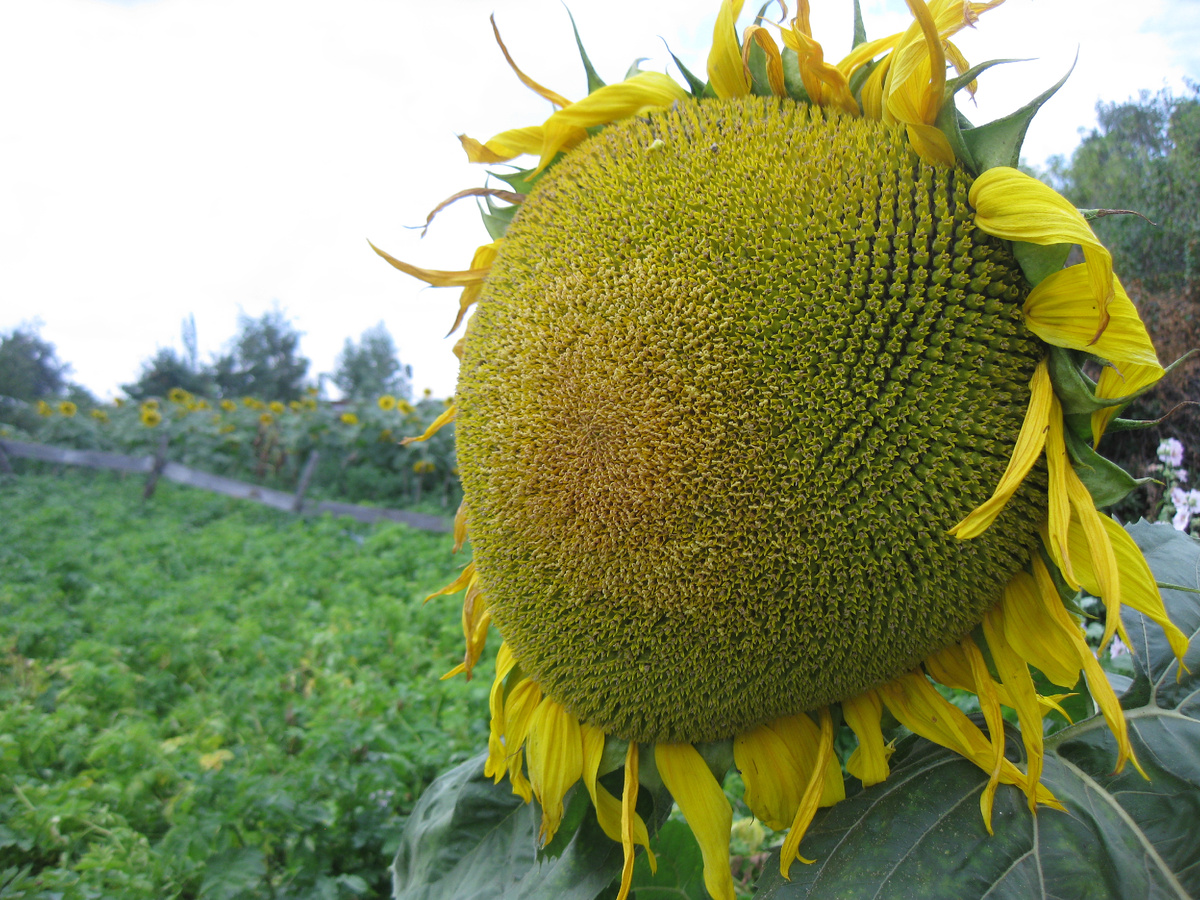 Подсолнух, фото автора от 25 июля 2025 года