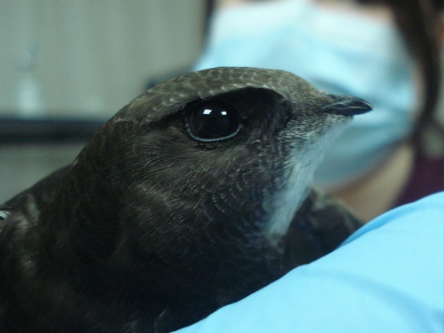 Взрослый чёрный стриж, пациент доктора Шатовой, ветеринарная клиника "ЗооСпец", г.Екатеринбург