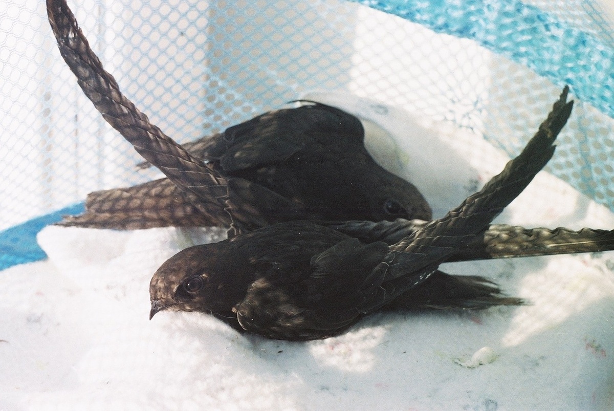 Взрослые чёрные стрижи, которые не смогли вернуться в естественную среду обитания из-за травмы крыла