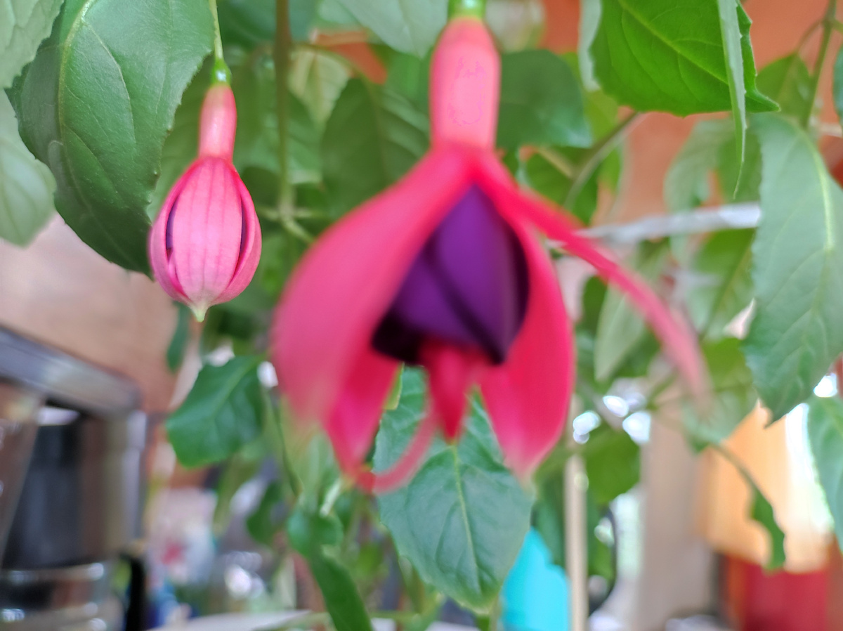 Первые два цветка распустившиеся на моей фуксии.