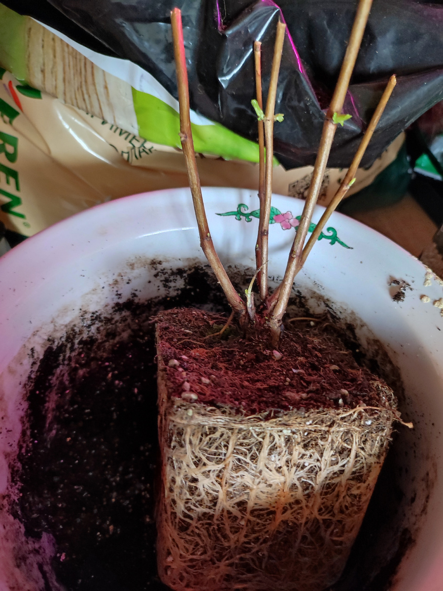 Сняла горшок, корни отличные и начали просыпаться спящие почки. Это было в конце марта.