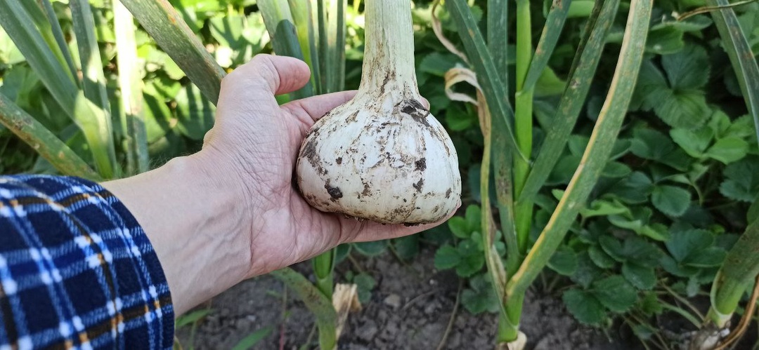 🔥 Обалдеть! Подкормил чеснок картофельными очистками— головки размером с мяч. Урожай не унести (попробовал на 3 рядах)