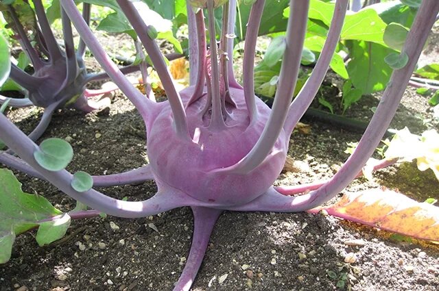    Кому полезно есть капусту кольраби?