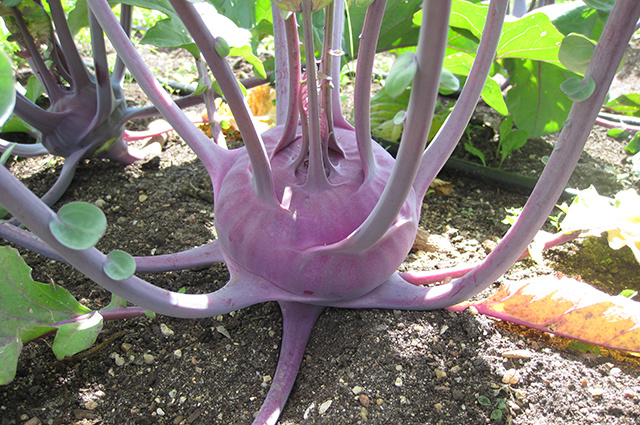    Кольраби. Фото: АиФ/ Валентина Кокорева