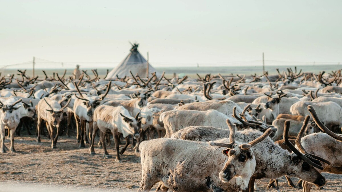    Фото: Юлия Чудинова/«Ямал-Медиа»