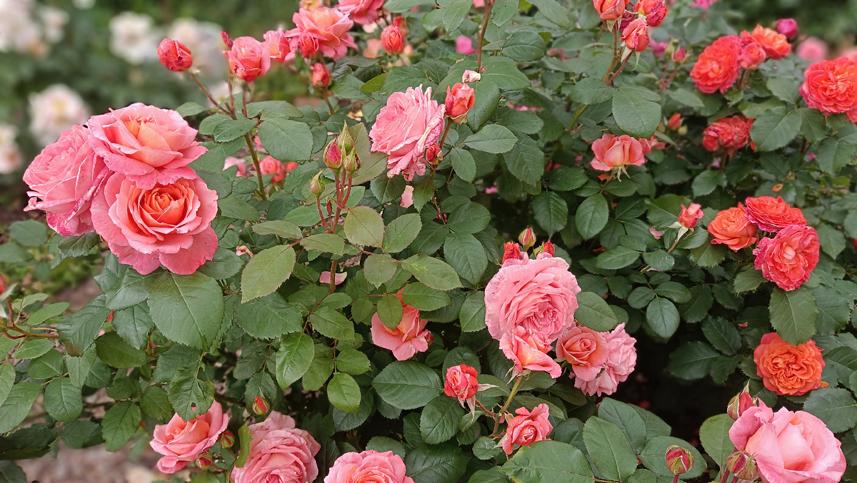 Институт Люмьер и Эмильен Гийо, 2025