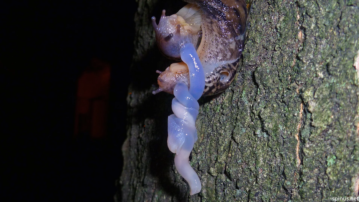 Спаривание слизней