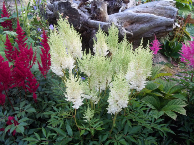 Секреты Астильбы и главные особенности ухода