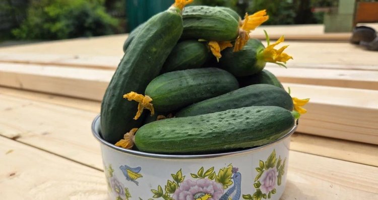 Огурцы на зиму: самый вкусный рецепт с лайфхаком для хруста в 5 вариантах