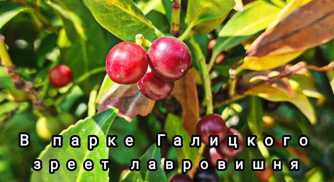 🌿🍒🌿🍒🌿🍒🌿