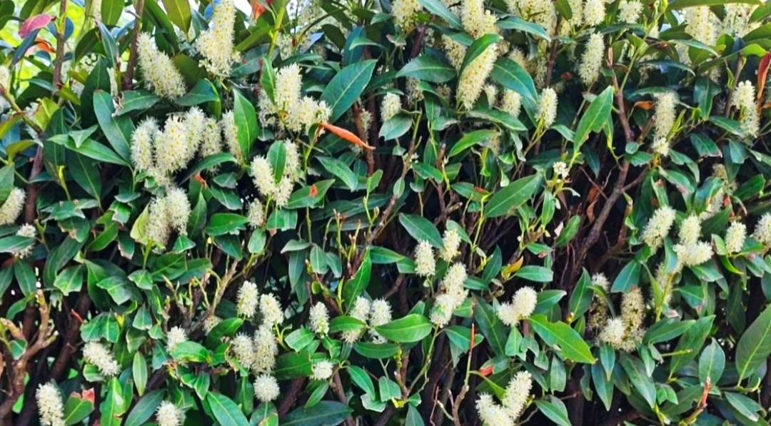 🌿🌸🌿🌸🌿🌸🌿