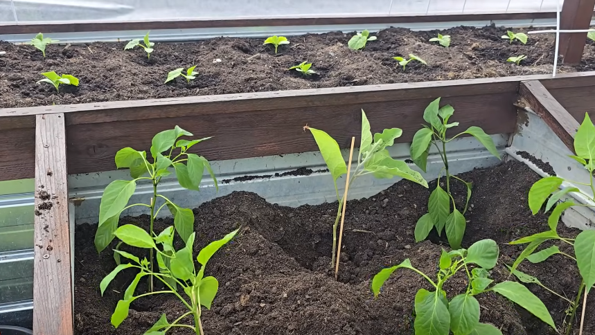 Мои "элитные" высокие грядки в конце июля - результат дорогого эксперимента