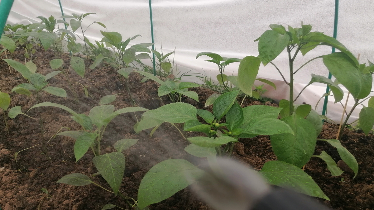 Здоровые кусты тети Зины