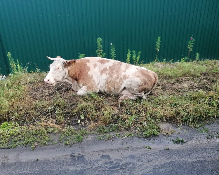     Раненая корова из Суджанского района обрела дом под Курском