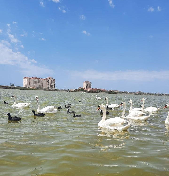их довольно много, и все они привыкди к пристальному вниманию