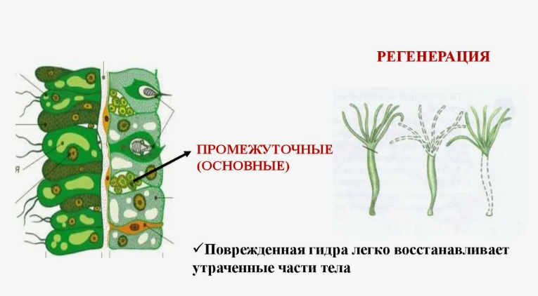Армия стволовых клеток (промежуточные на картинке), которая без устали перестраивает организм изнутри, не давая ему состариться