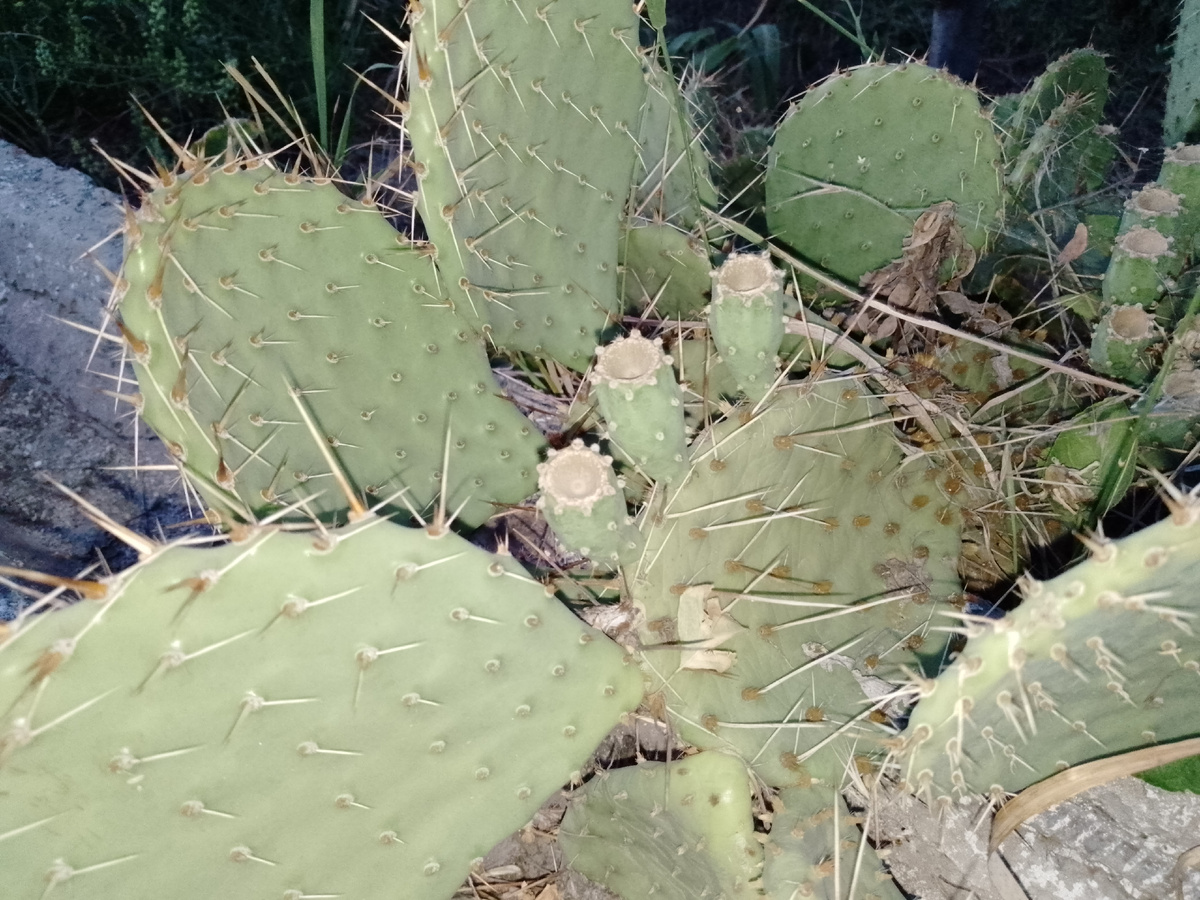 Скоро у нас будет пустыня. 