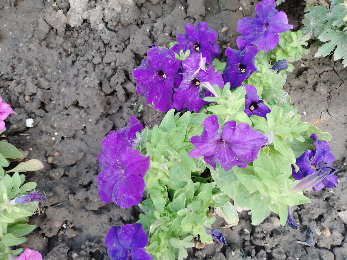 Все хочет пить 