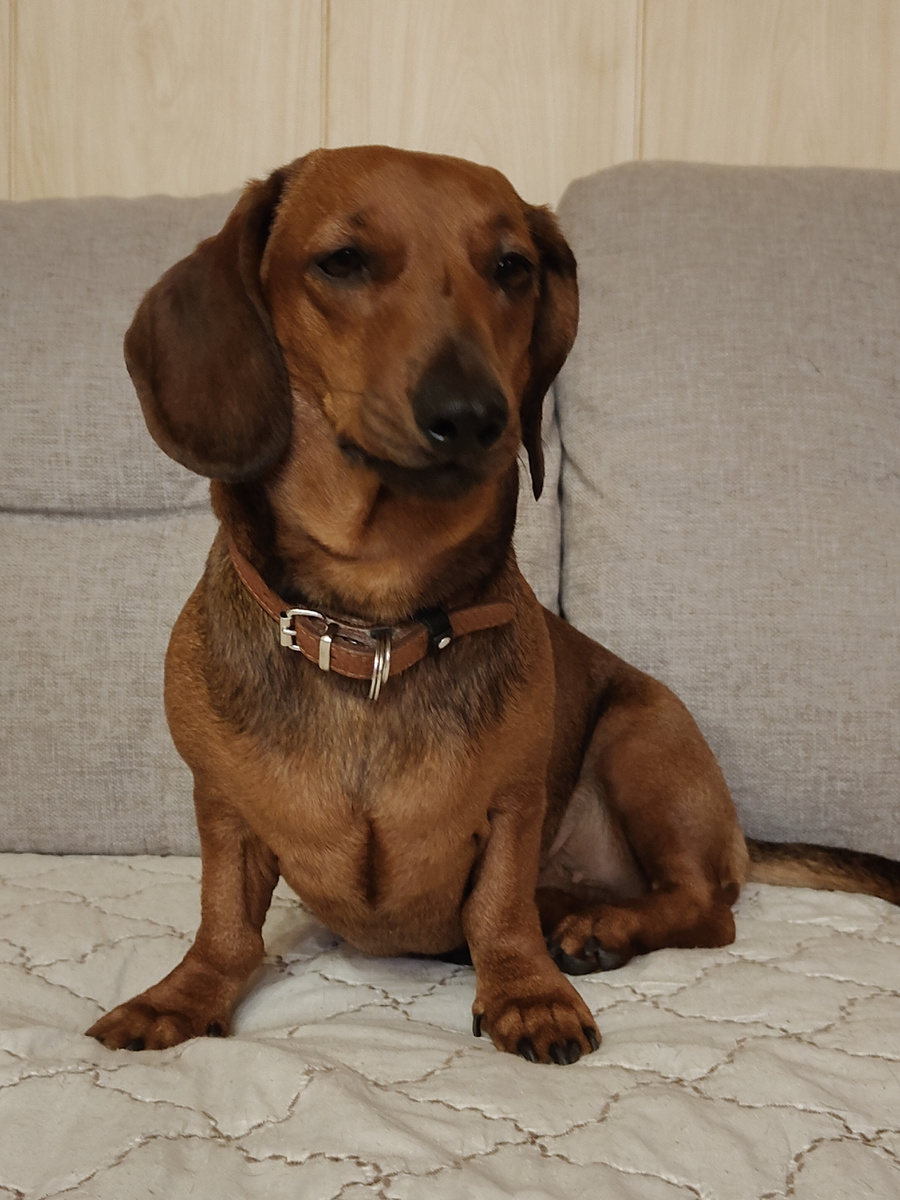 Как можно целовать эту слюнявую морду? Как можно брать эту гадость в кровать?