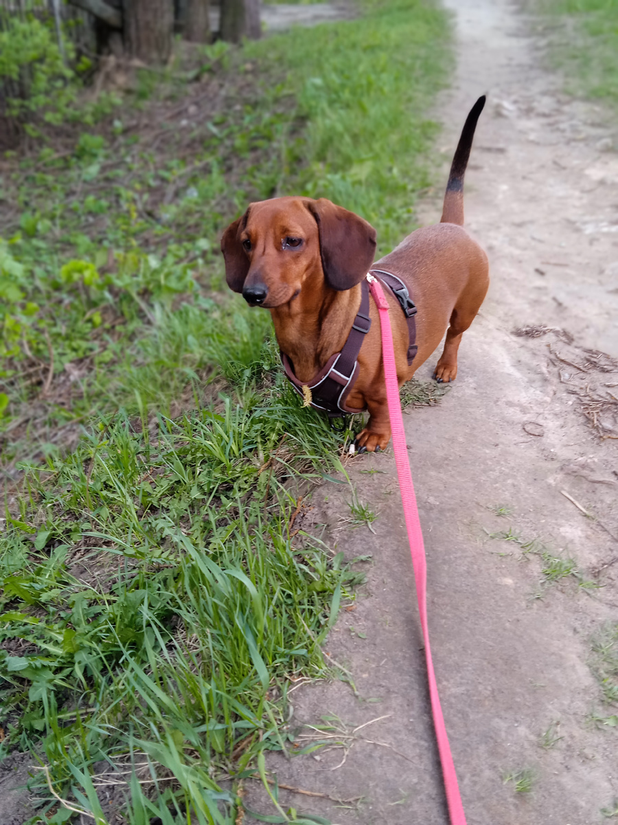 собака, это верный друг, преданный компаньон, источник безусловной любви и нескончаемого позитива.