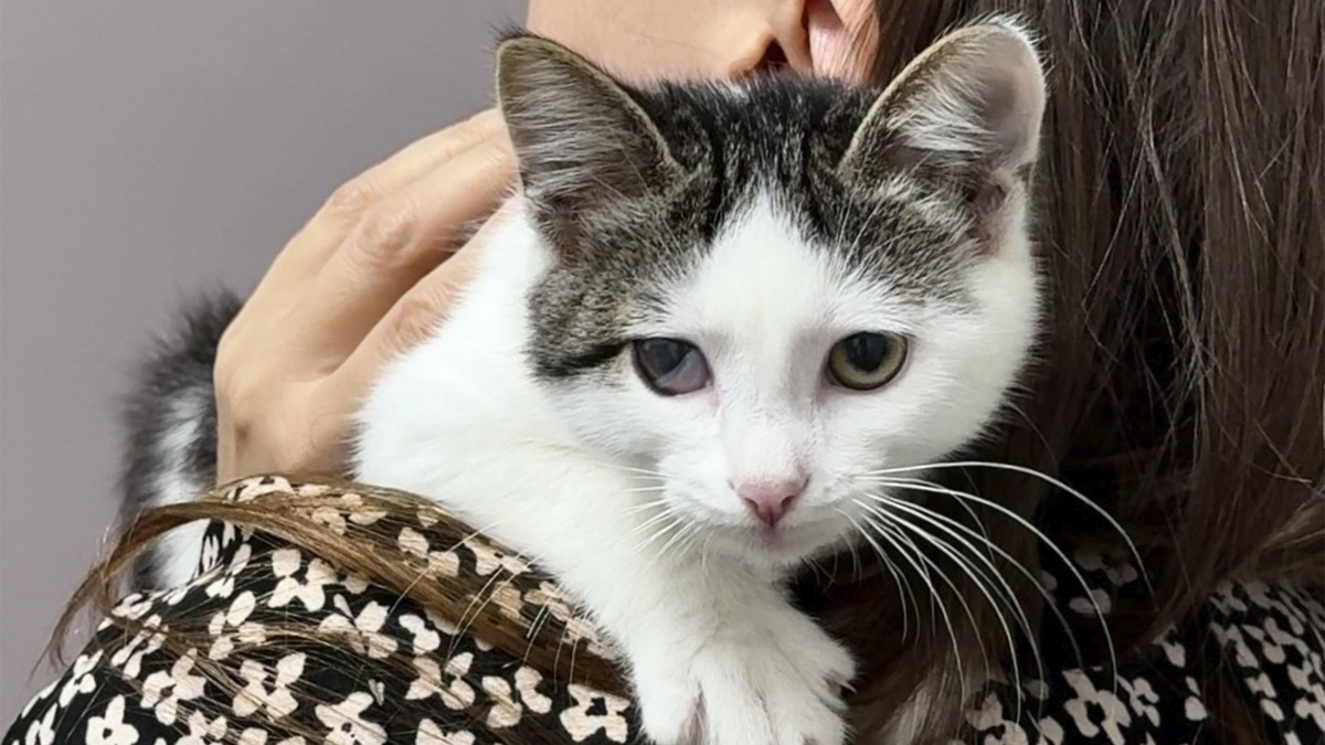    Котенок по кличке Уфа ищет дом