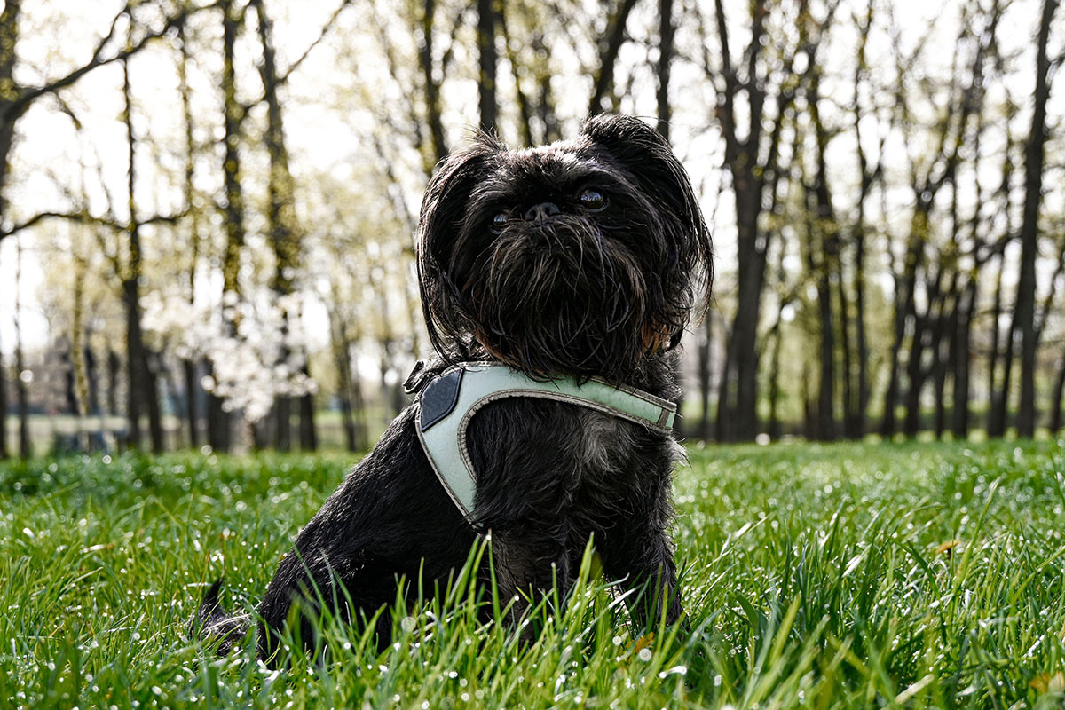 Фото бельгийского гриффона. Источник: Shutterstock📷
