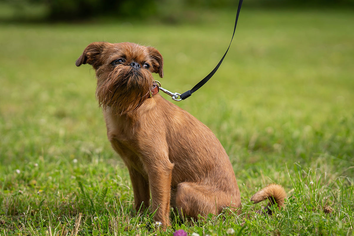 Брюссельский гриффон. Действительно отличается от собрата только цветом. Источник: Shutterstock📷
