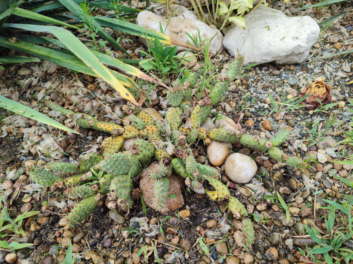 Видны запёкшиеся фрагменты опунции и справа - молодило, которое должно быть красного цвета.