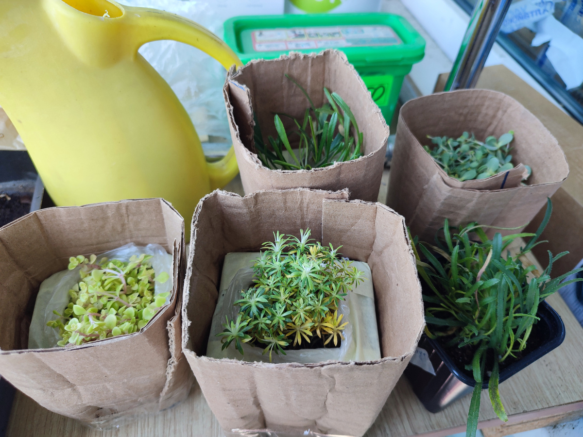 посылка из Барнаула