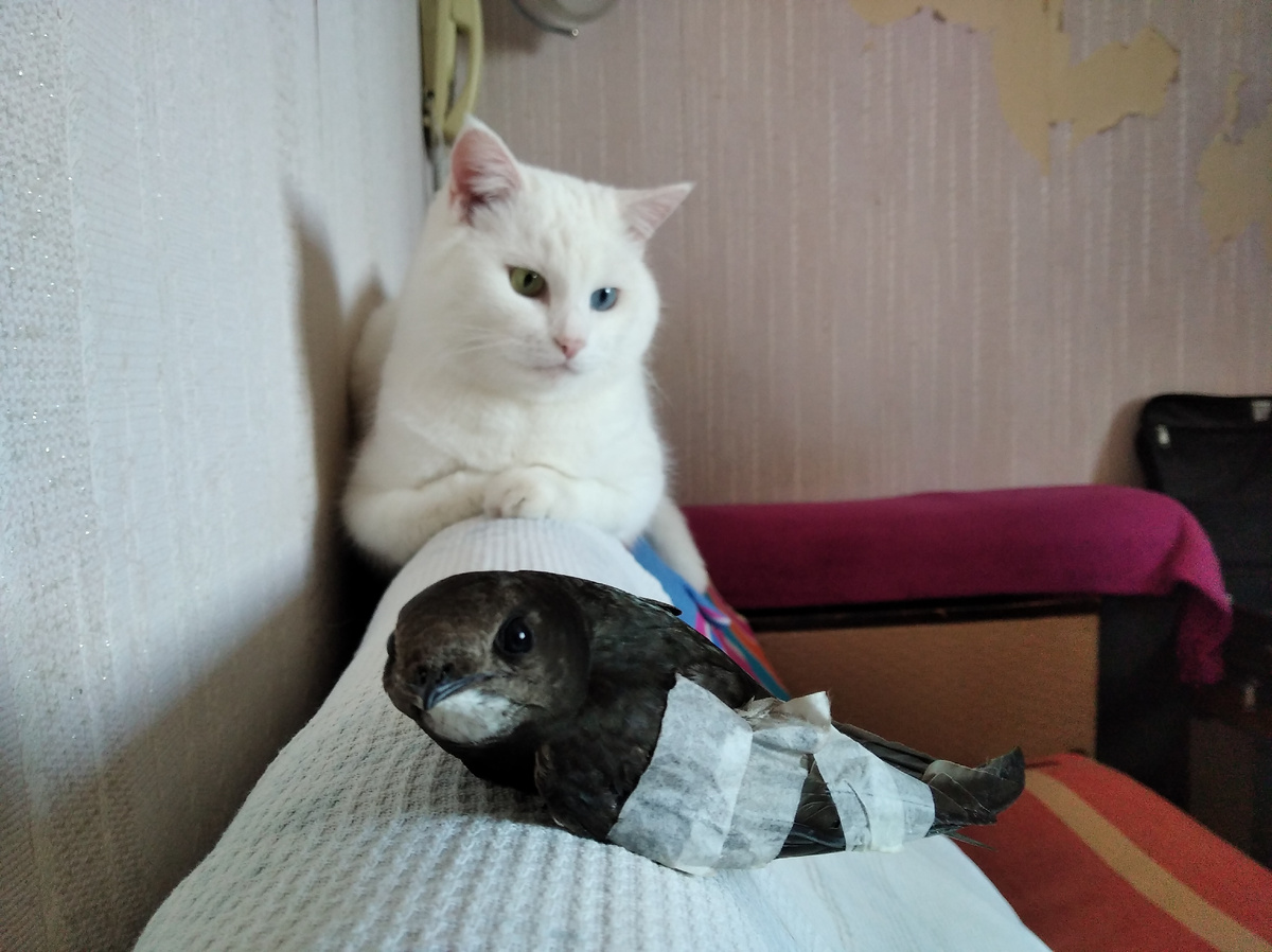 мы выпускали стрижа лазать по простыне, врач разрешил) кот гулял вместе с ним и присматривал)