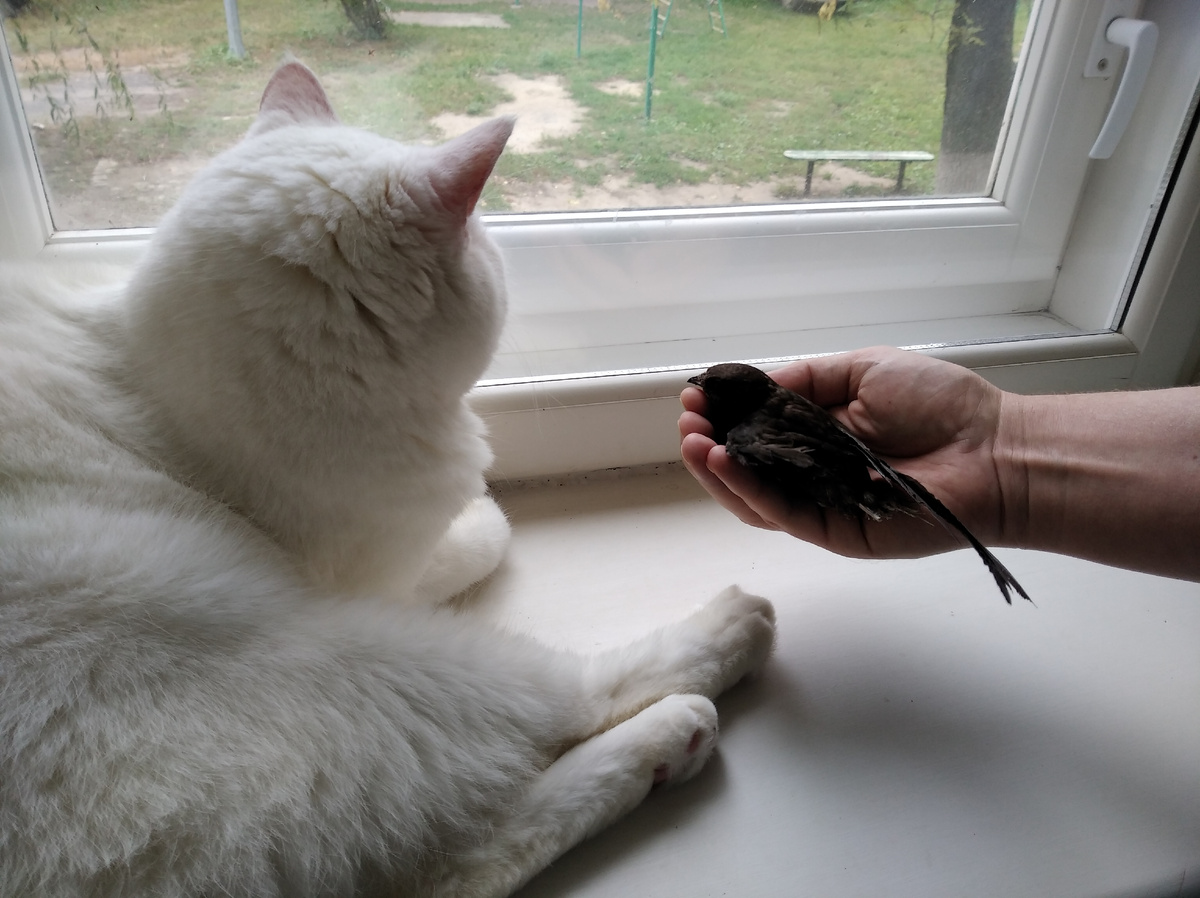 ребята вместе гуляют на окне) стриж кота вообще не боится