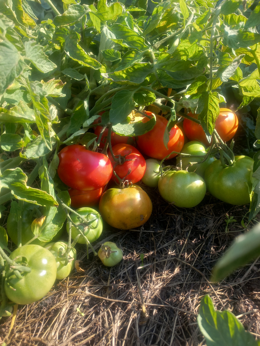 Томат Монгольский карлик