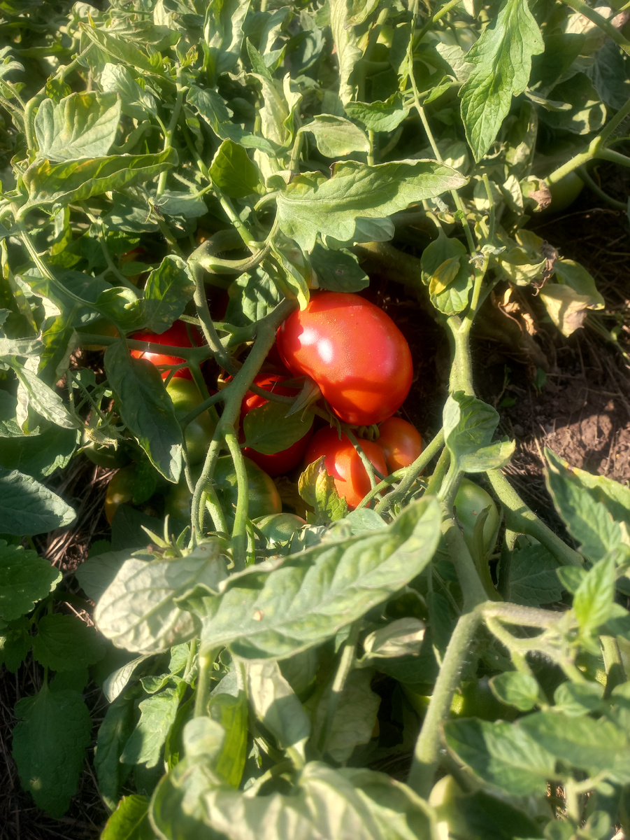 Томат Монгольский карлик