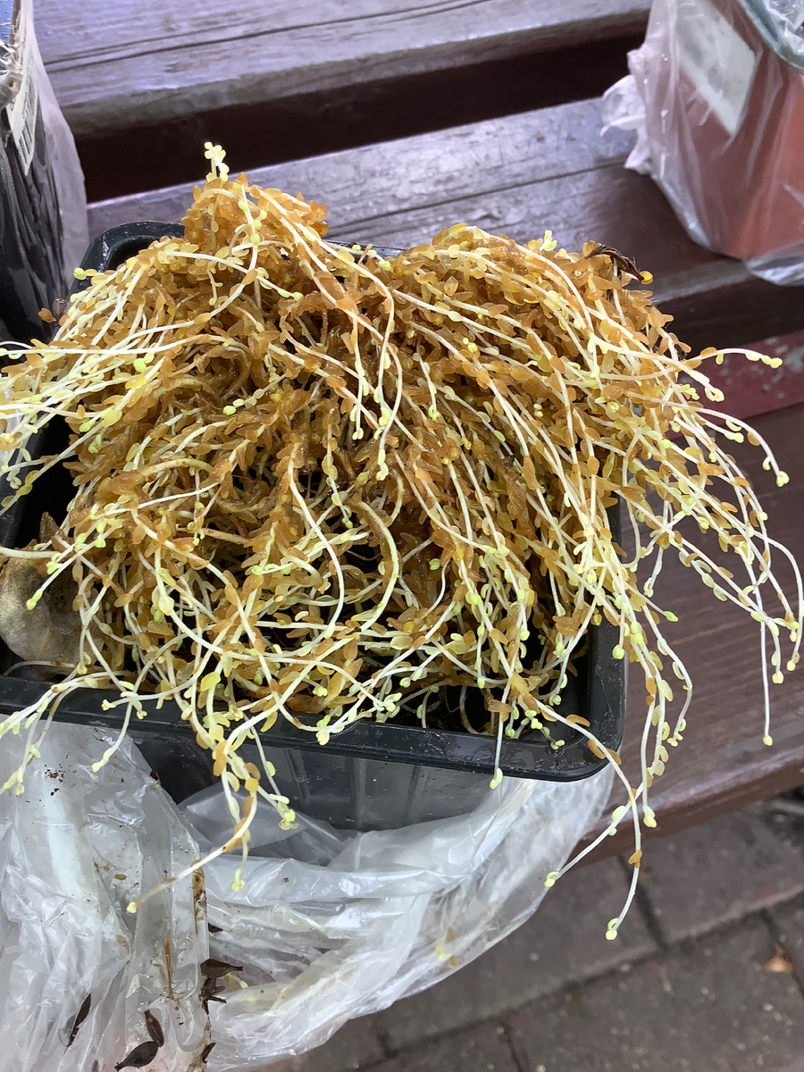 Очиток едкий Елоу Квин