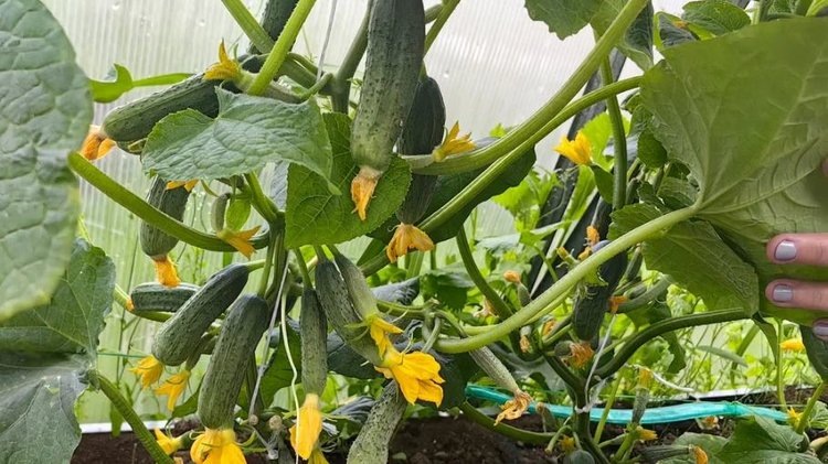    Фото: Лукьянов Дмитрий, AgroXXI.ru