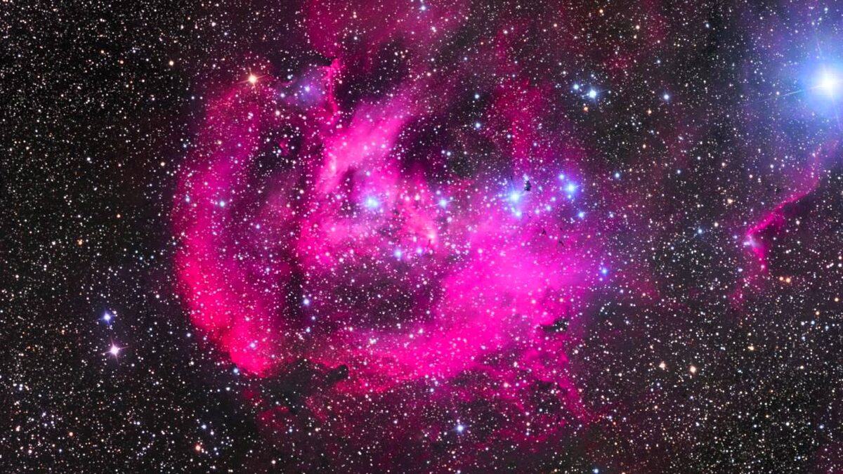 Розовый космос