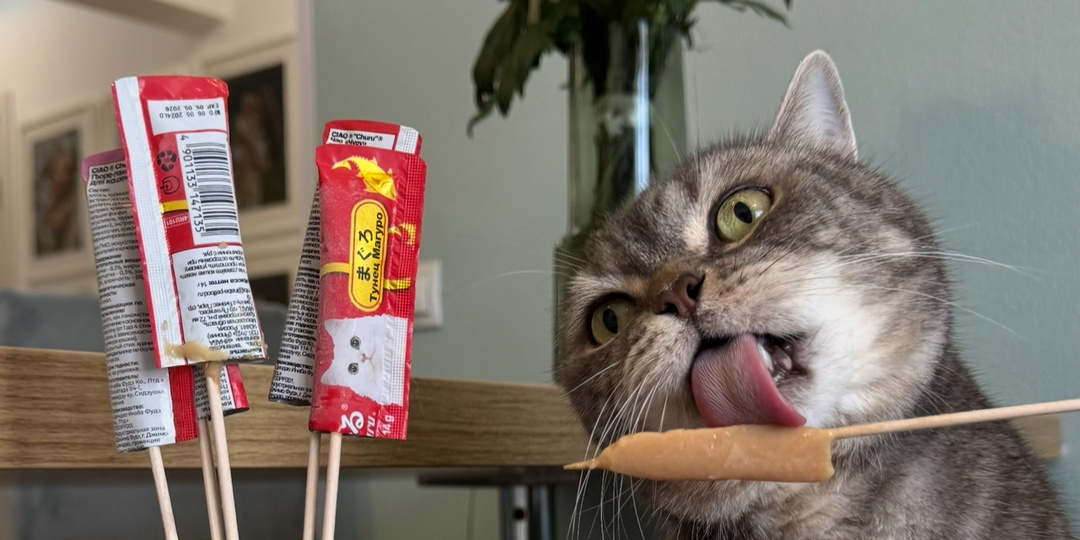 Как охлаждать кошку летом: мифы, лайфхаки и безопасные лакомства