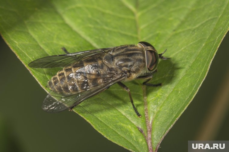    Оводы обитают рядом с водоемами