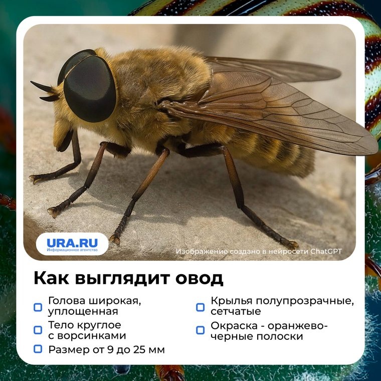     Оводы опасны для людей и животных URA.RU